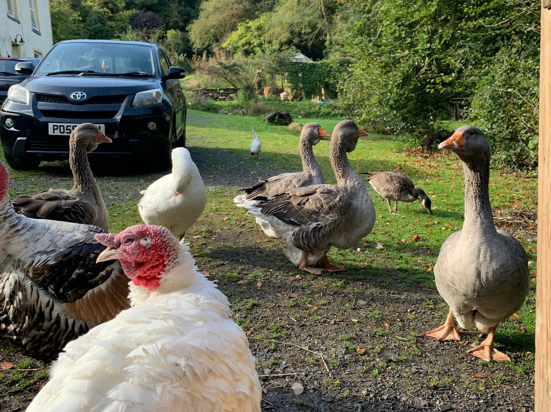 Pembrokeshire Llama Sanctuary-Llandissilio必去景点
