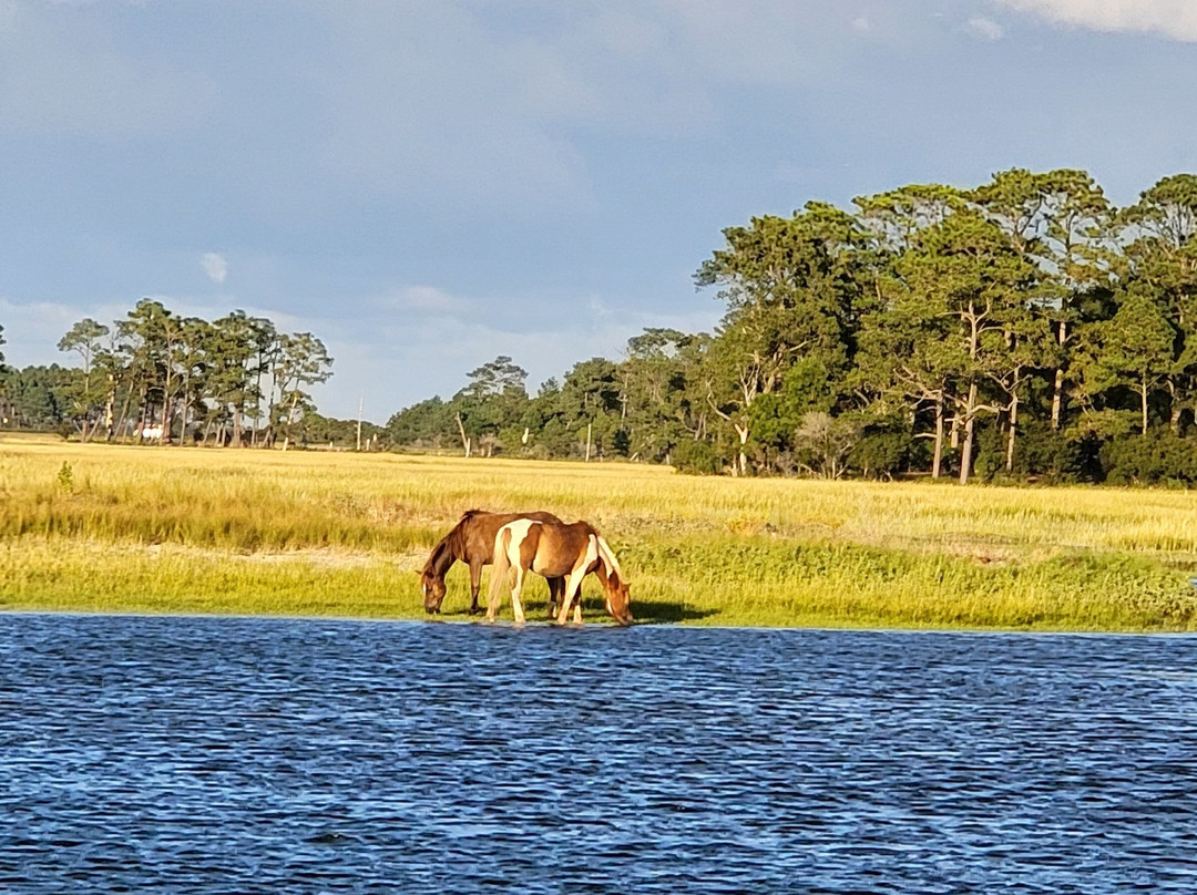 Barnacle Bill's Wild Pony Boat Tours-钦科蒂格岛必去景点
