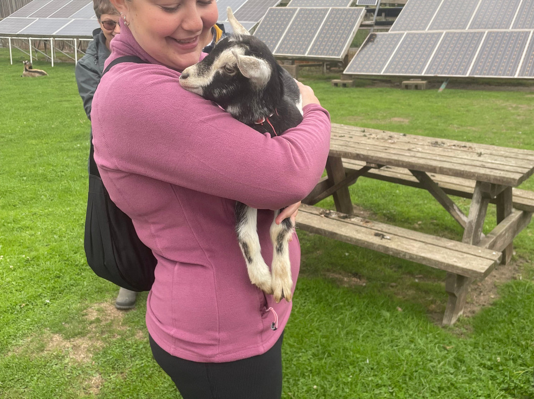 Blackwater Alpacas & Pygmy Goats-布伦特里必去景点