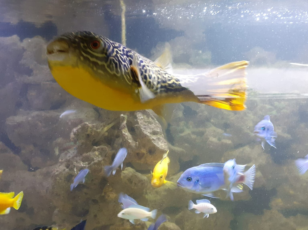 Wasserstern-因戈尔施塔特必去景点