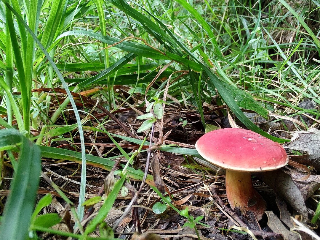 Cascata dell'Alferello (Cascata delle Trote)-Alfero必去景点