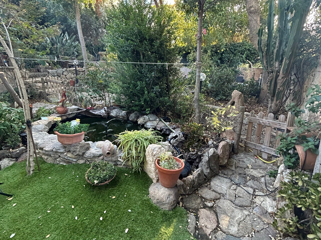 B&B Chorisia (IUN E5436)主图