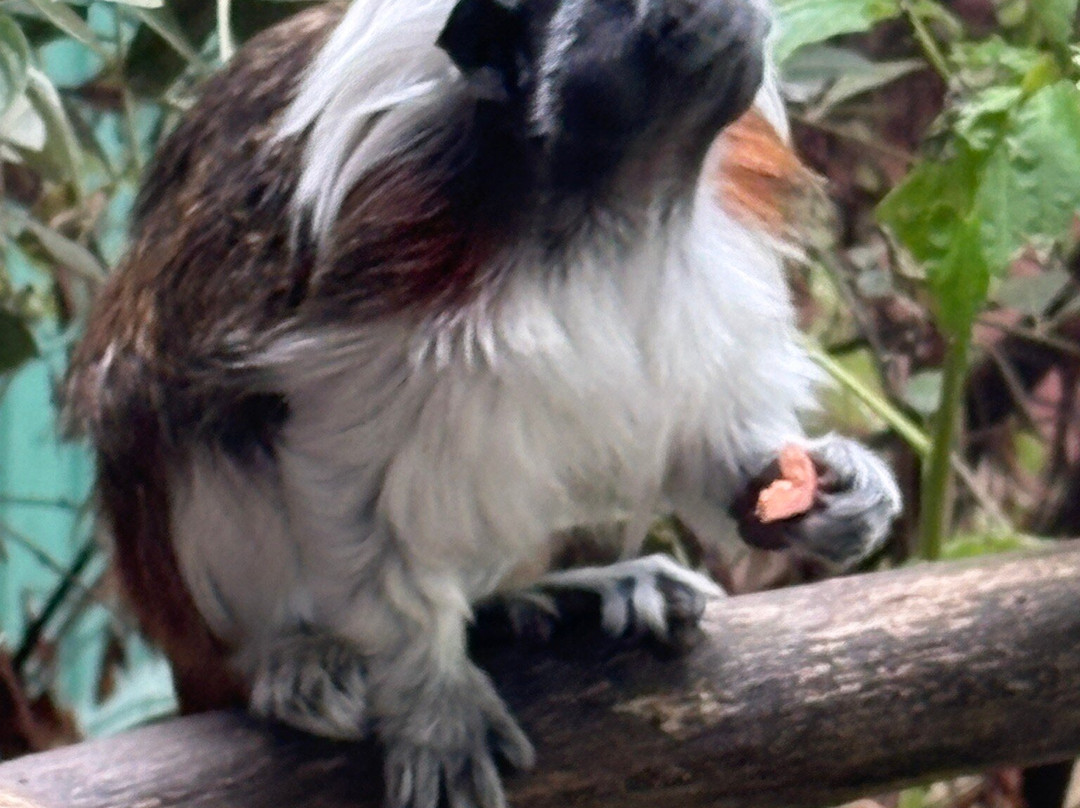 猴子天堂-纽波特必去景点