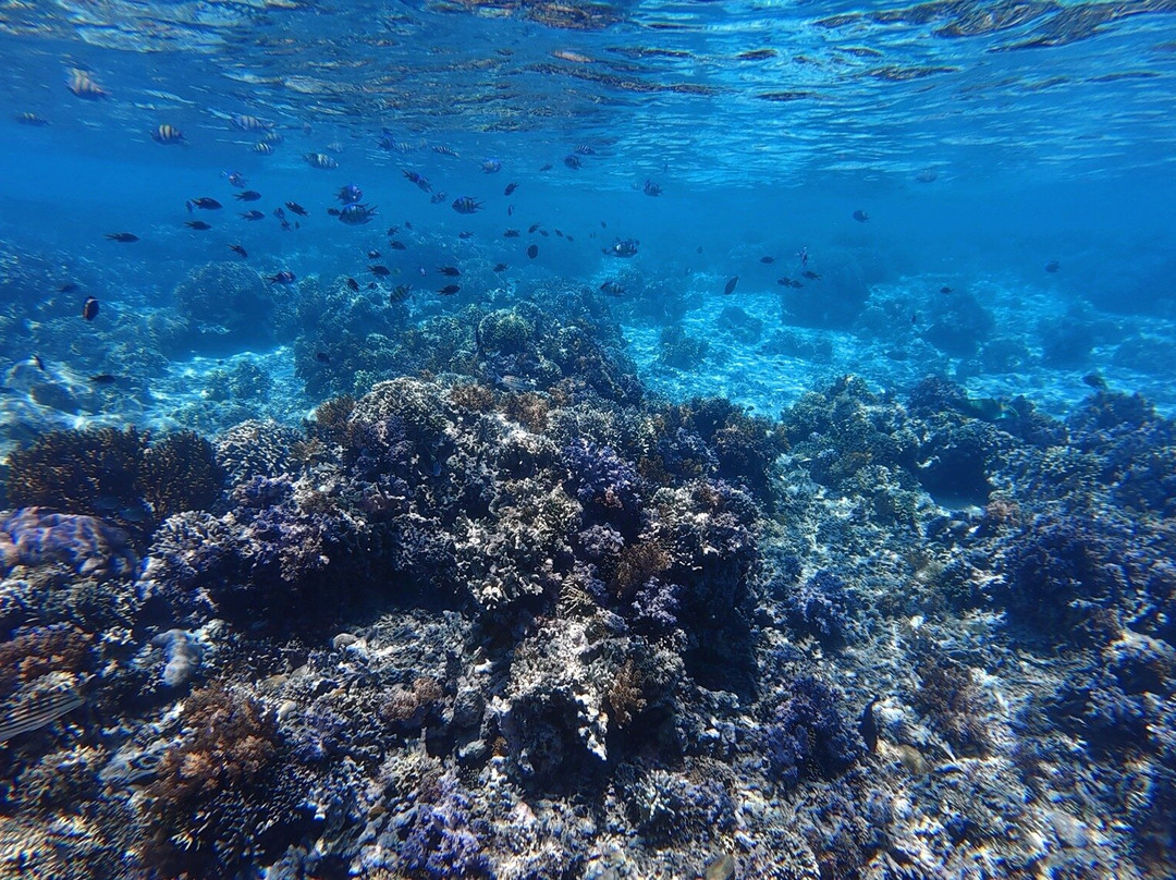 Blue Corner Dive Menjangan-西巴厘岛国家公园必去景点