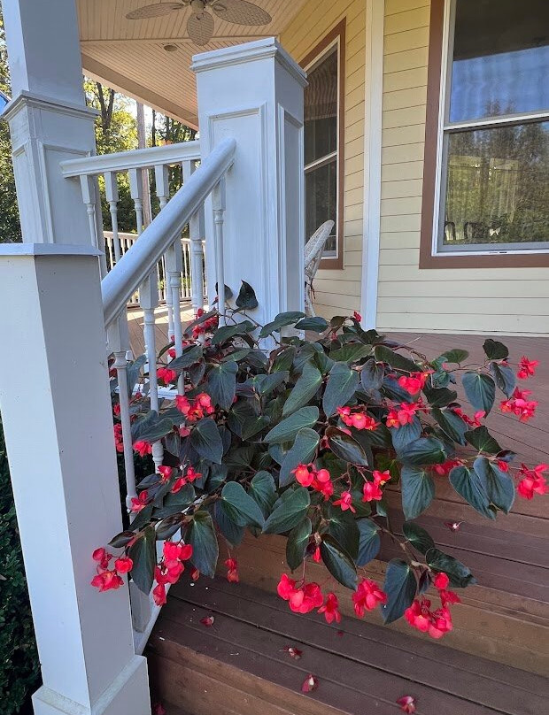 Amber House Bed and Breakfast主图