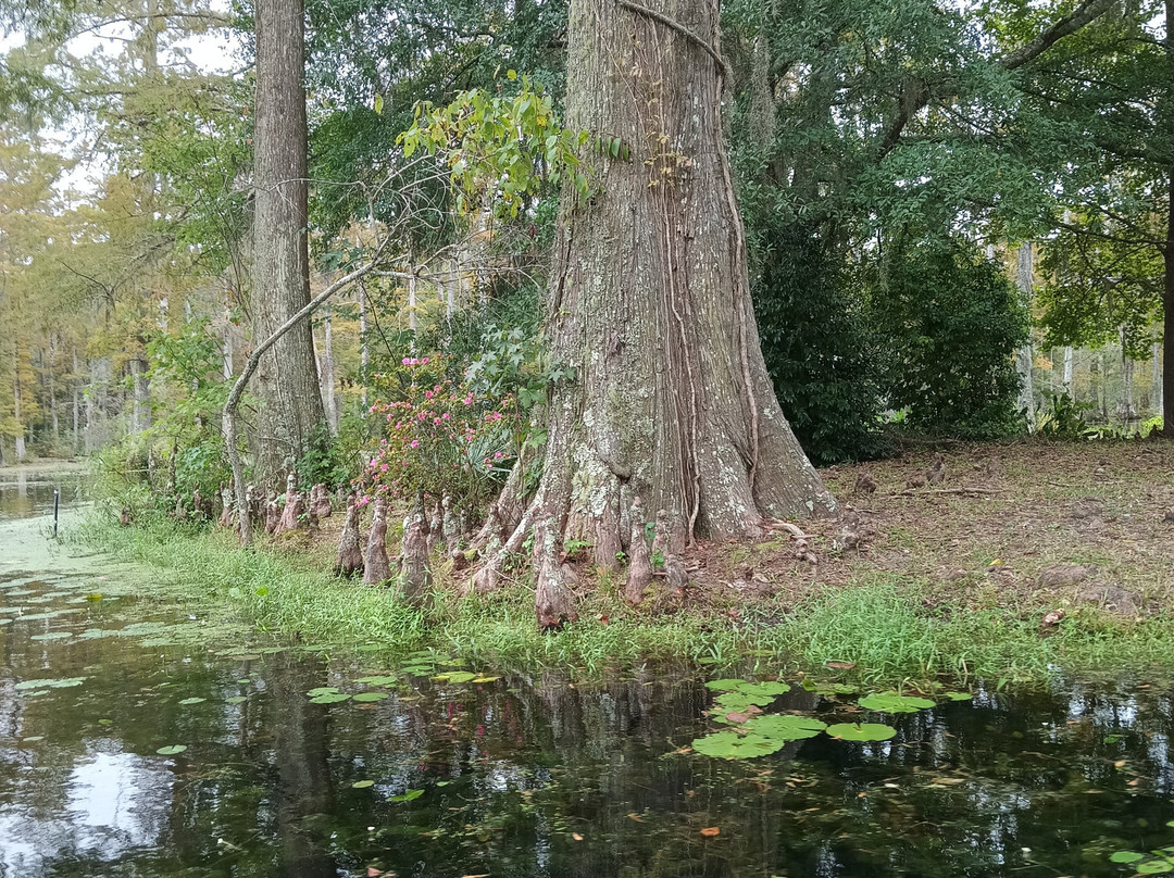 Cypress Gardens-蒙克斯科纳必去景点