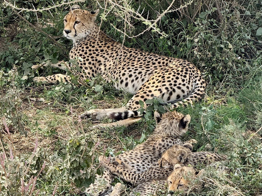 Trailblazer Safaris-阿鲁沙必去景点
