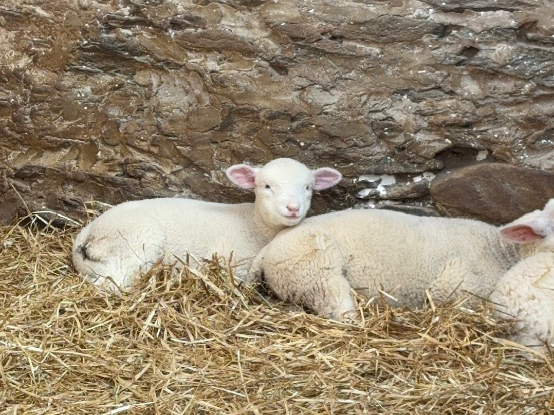 Hold A Baby Lamb-Glanfahan必去景点