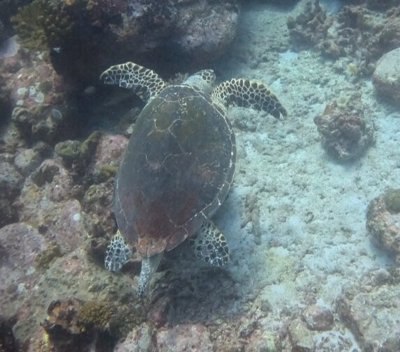 Oceanika Diving Club-伊甸岛必去景点