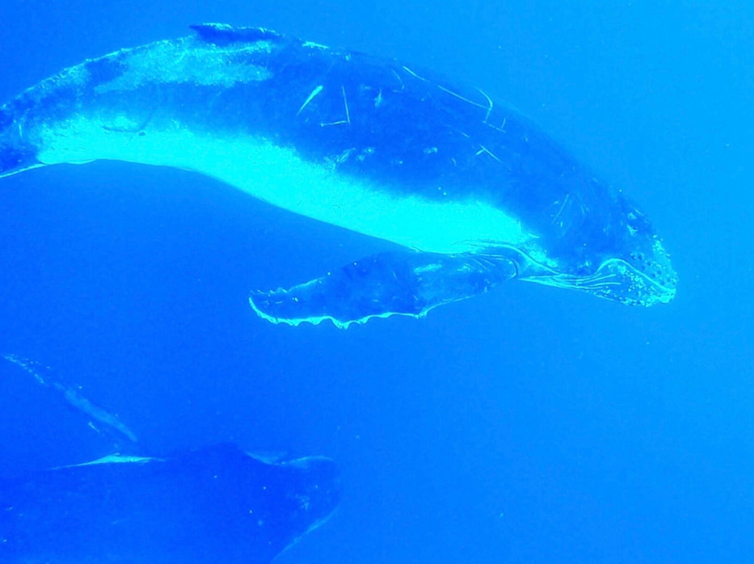 Kiko's Swim with Whales Tours-'Eua Island必去景点