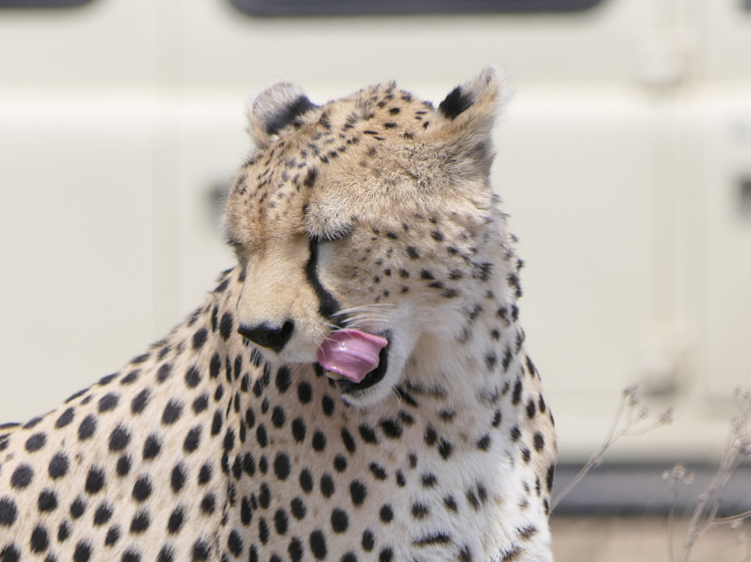 Usaka African Adventures-阿鲁沙必去景点