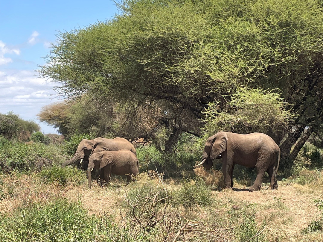 Active Tanzania Adventures-阿鲁沙必去景点