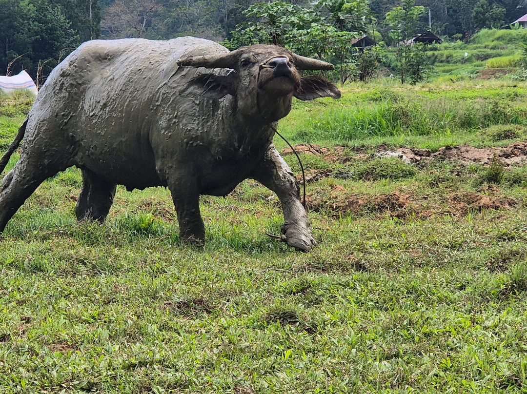 TORAJA TOUR WITH GUIDE SERVICE.-Tana Toraja必去景点