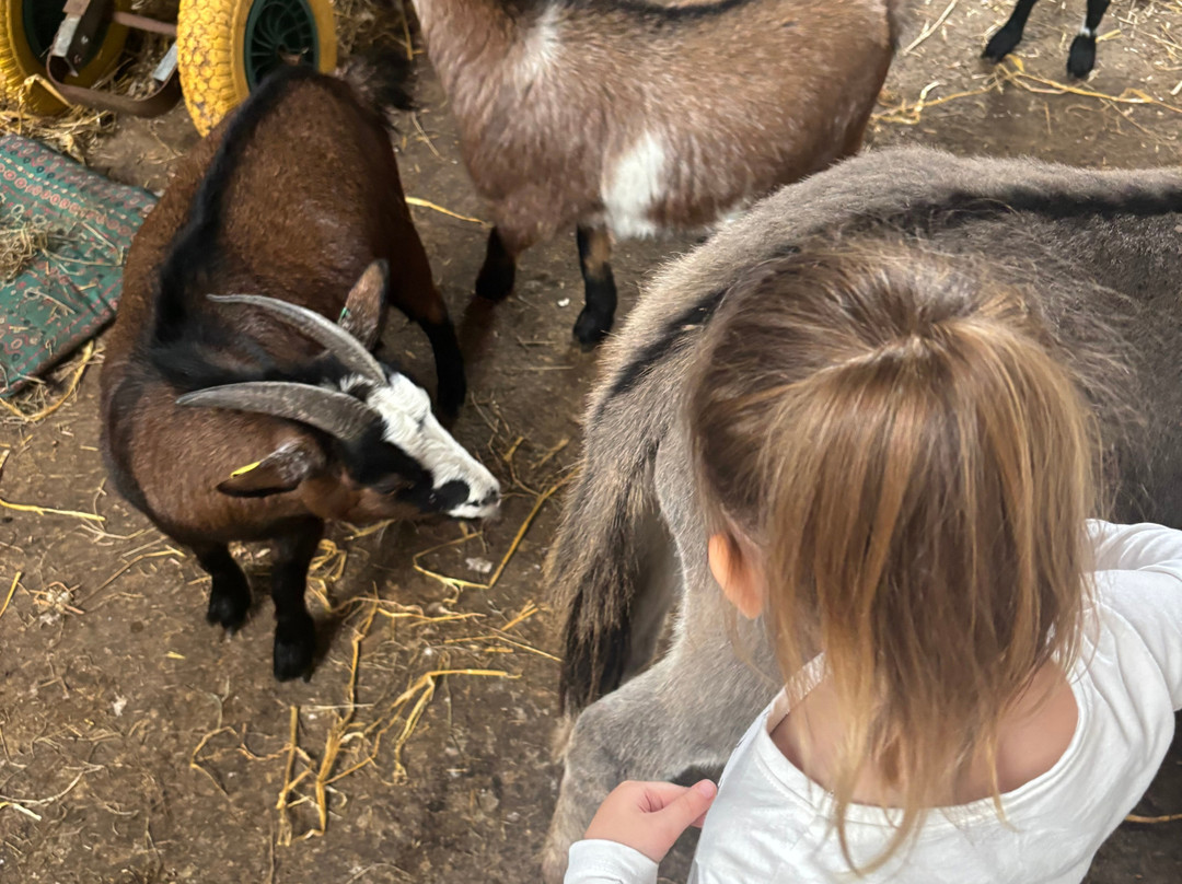 Kinedale Donkeys-Ballynahinch必去景点