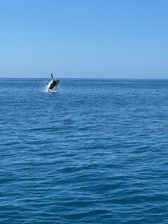 Blue Dolphin Marine Tours-尤兰根必去景点