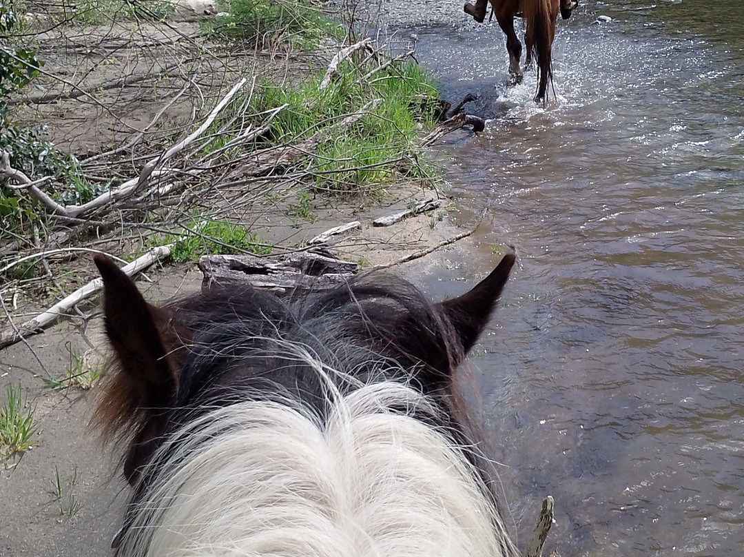 Korohe Horse Treks-图朗伊必去景点
