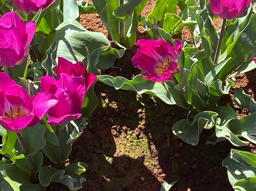Table Cape Tulip Farm-温耶德必去景点