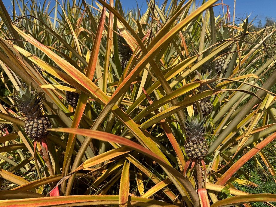Sugarloaf Pineapple Farm-基拉韦厄必去景点