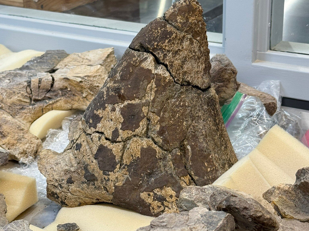 Indiana Dinosaur Museum-南本德必去景点