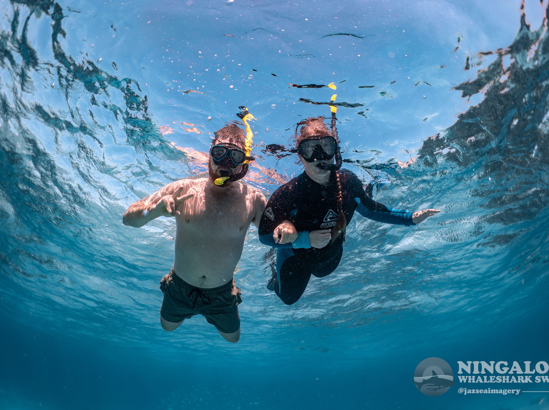 Ningaloo Whaleshark Swim-埃克斯茅斯必去景点