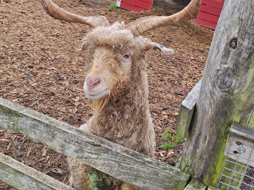 Dalscone Farm Fun-邓弗里斯必去景点