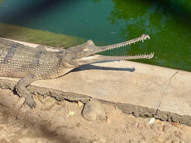 Crocodile Breeding Centre-苏拉哈必去景点
