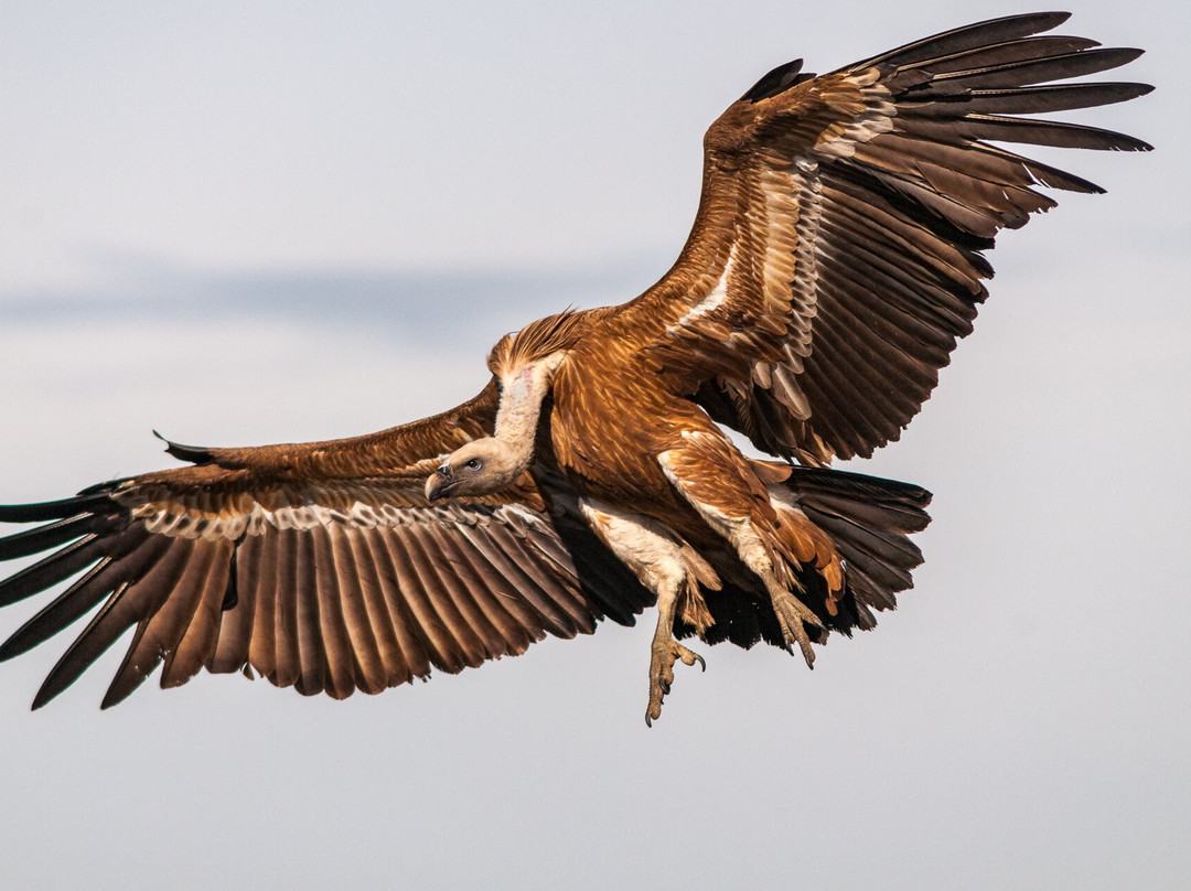 Wildlife Portugal-Guarda必去景点
