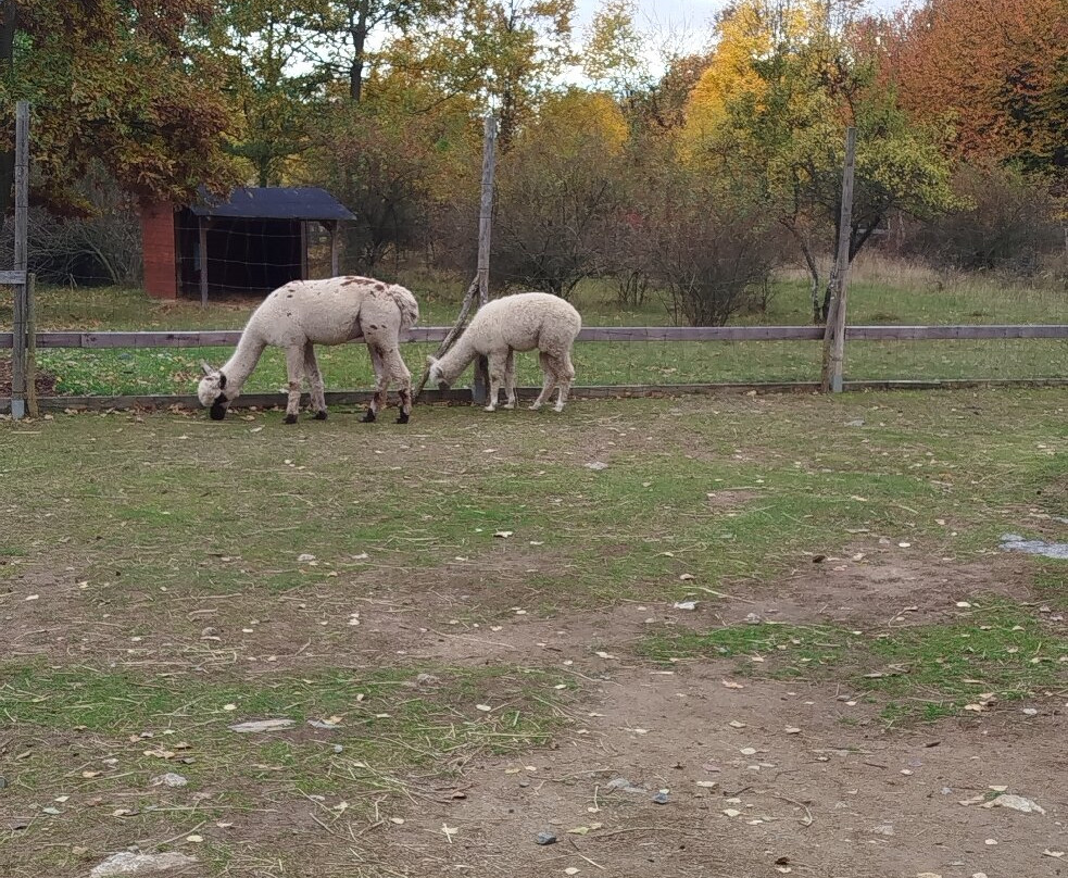 Lamacentrum Hady-布尔诺必去景点