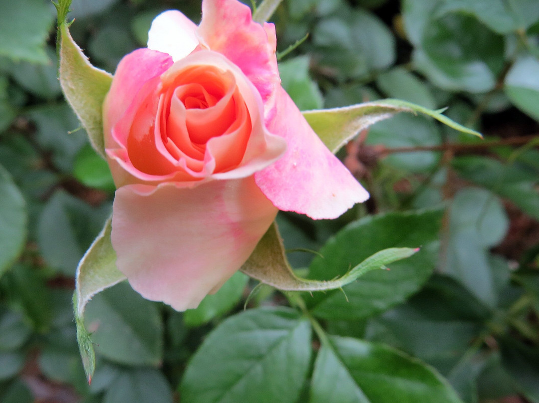 The Frelinghuysen Arboretum-莫里斯敦必去景点