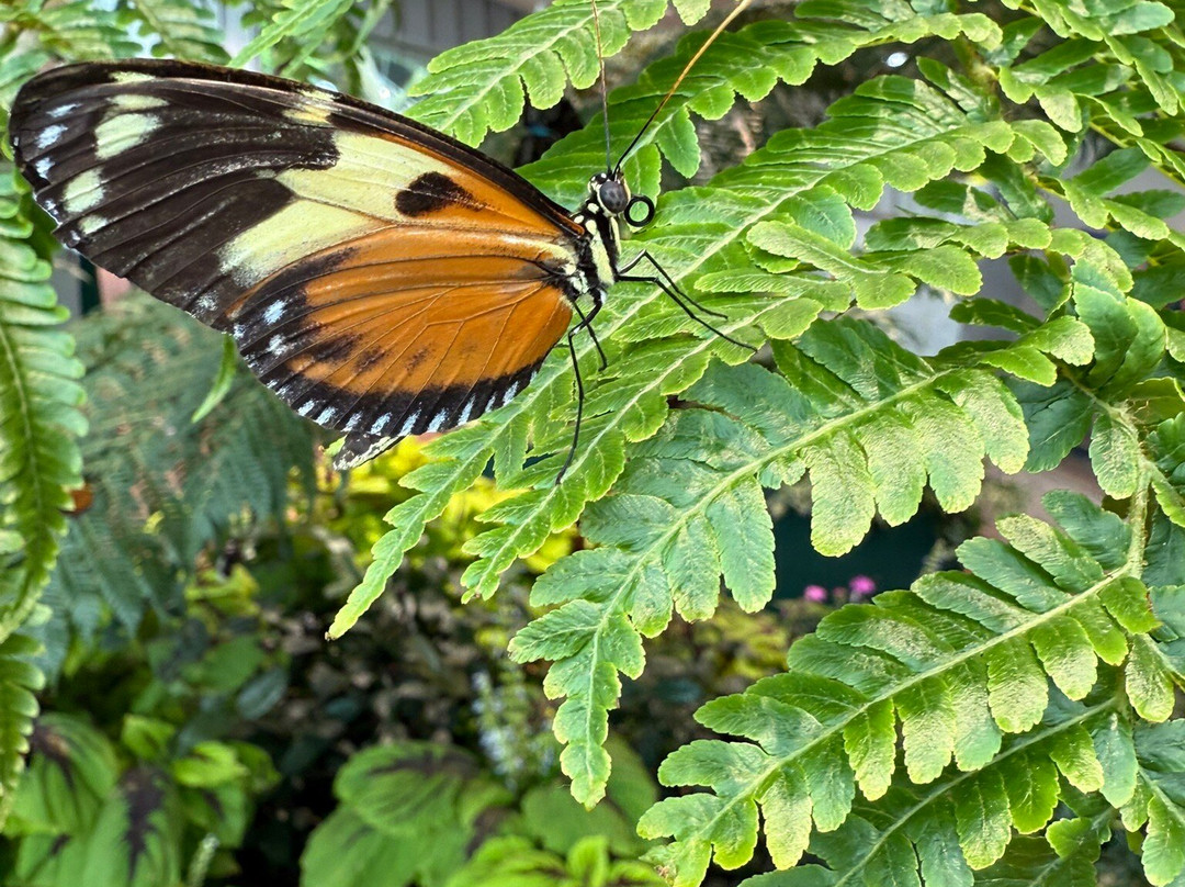 奥杜邦昆虫博物馆-新奥尔良必去景点