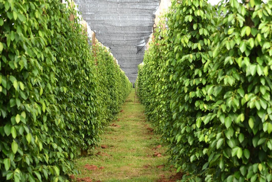 Green Frog Motorbike Adventure-暹粒必去景点