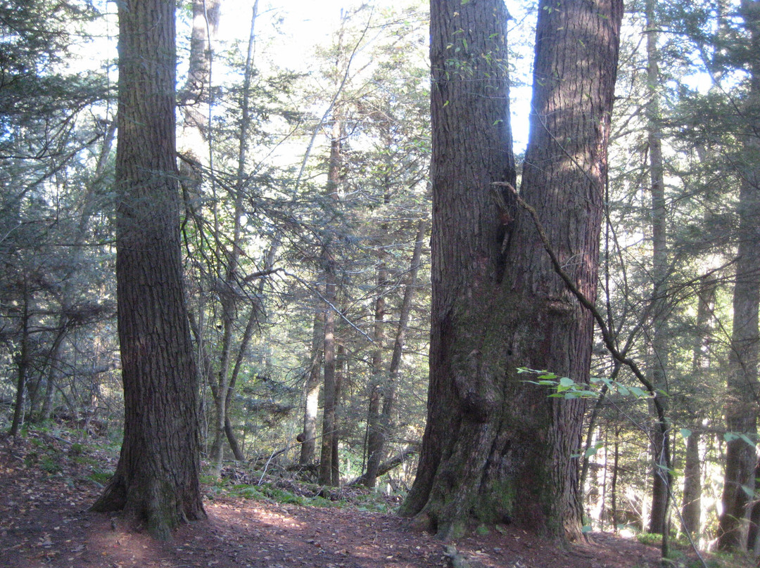 Giant Hemlocks Trail-Aurora必去景点