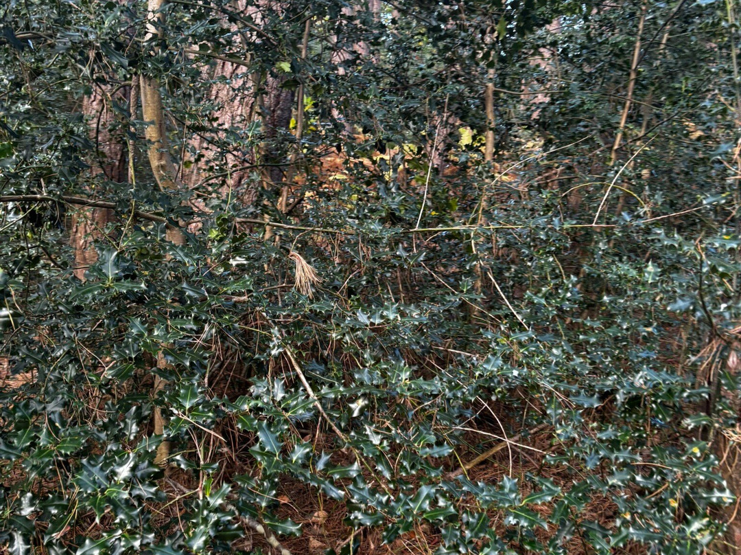 Glen Of The Downs Nature Reserve-Delgany必去景点