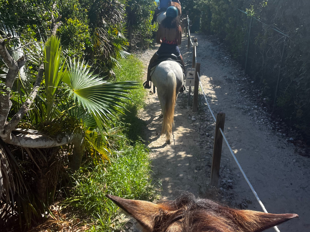Provo Ponies-Long Bay Hills必去景点