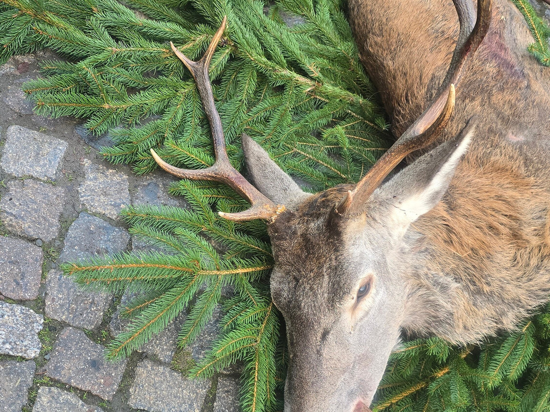 Ferienhotel Wolfsmuhle主图