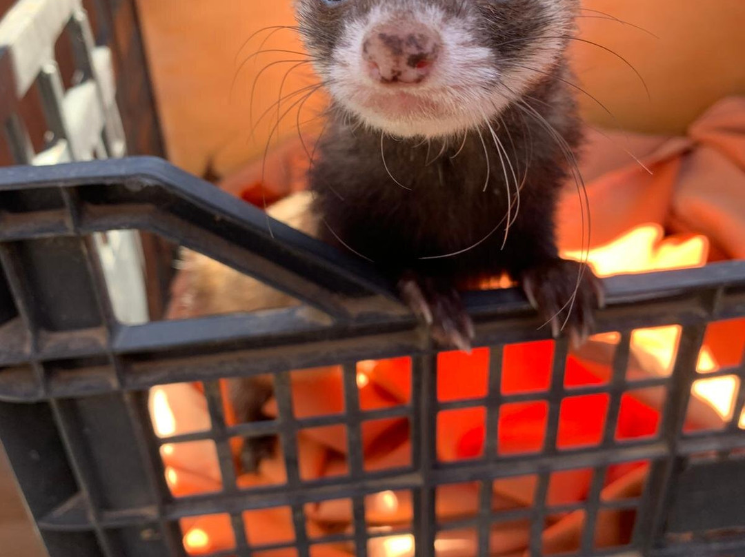 Tenerife Animal Sanctuary-圣克鲁斯-德特内里费必去景点