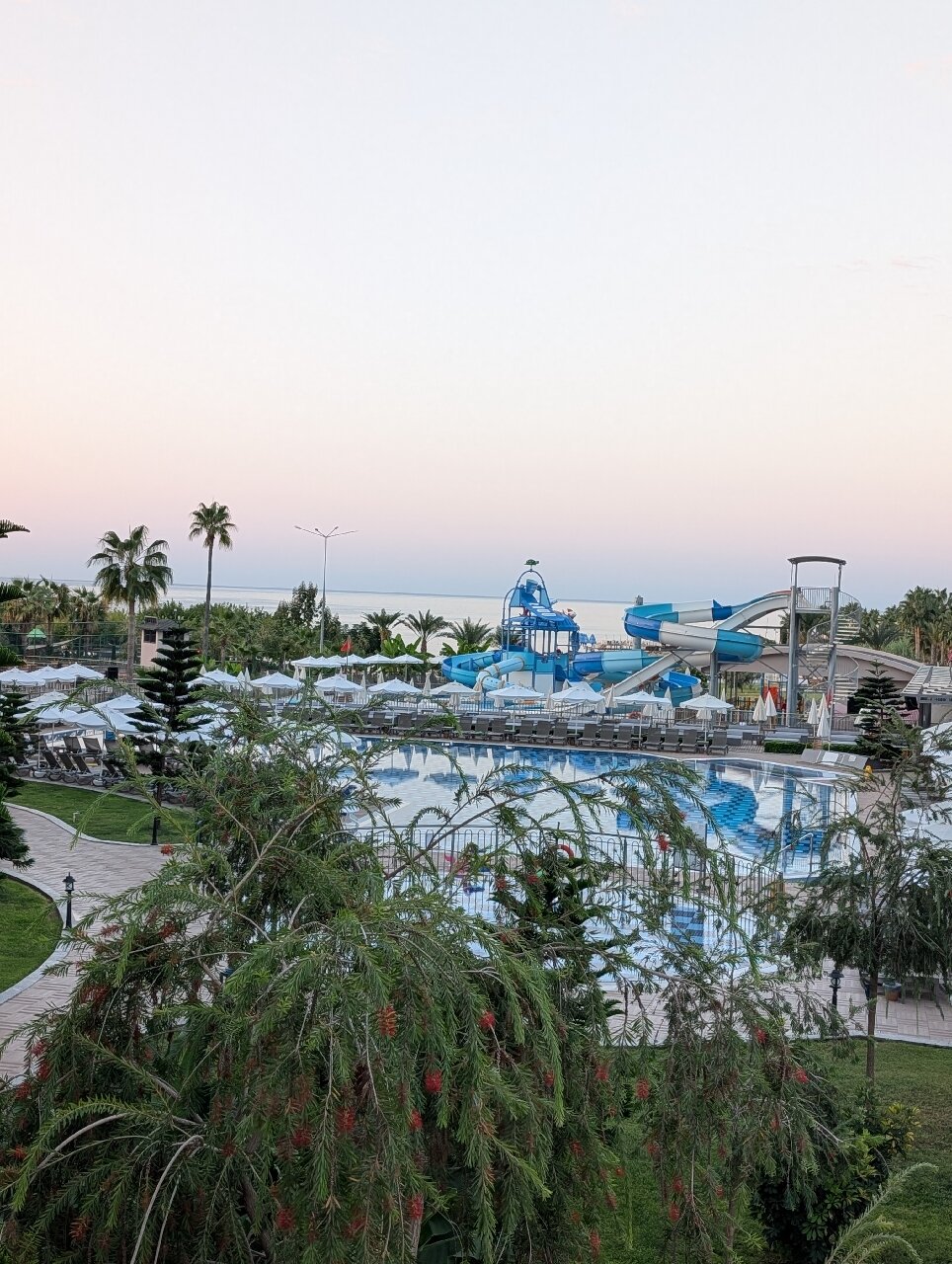 Lonicera Premium-官方