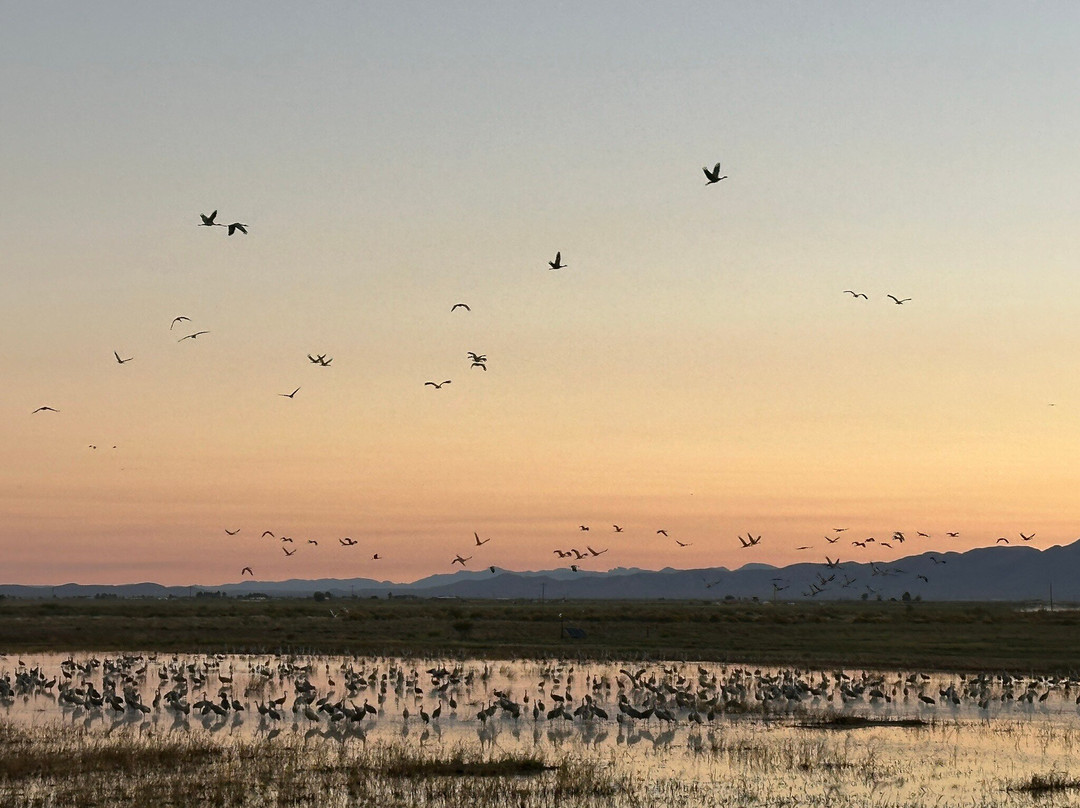Whitewater Draw Wildlife Area-McNeal必去景点