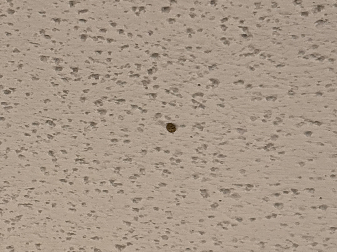 加兹登快捷假日&套房酒店主图