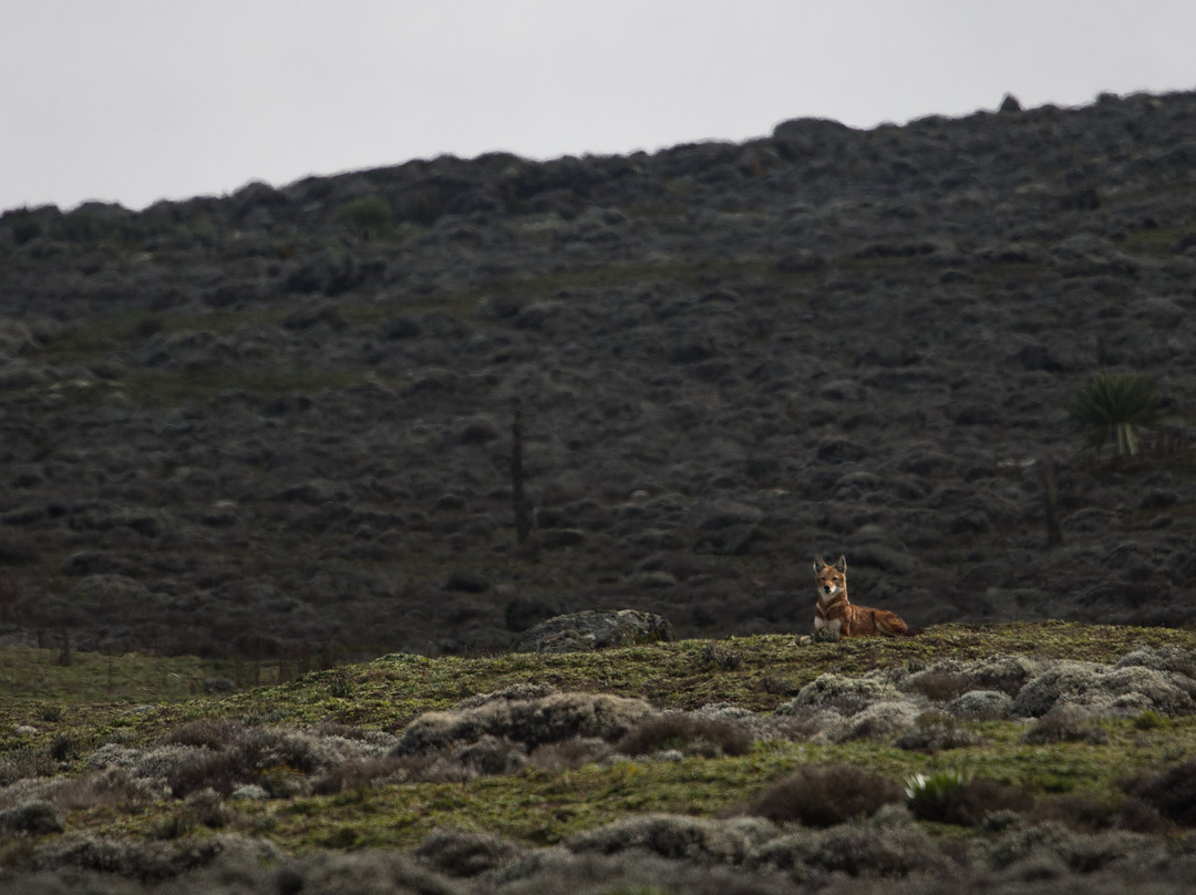 Bale Trek Ethiopia Tours-Goba必去景点