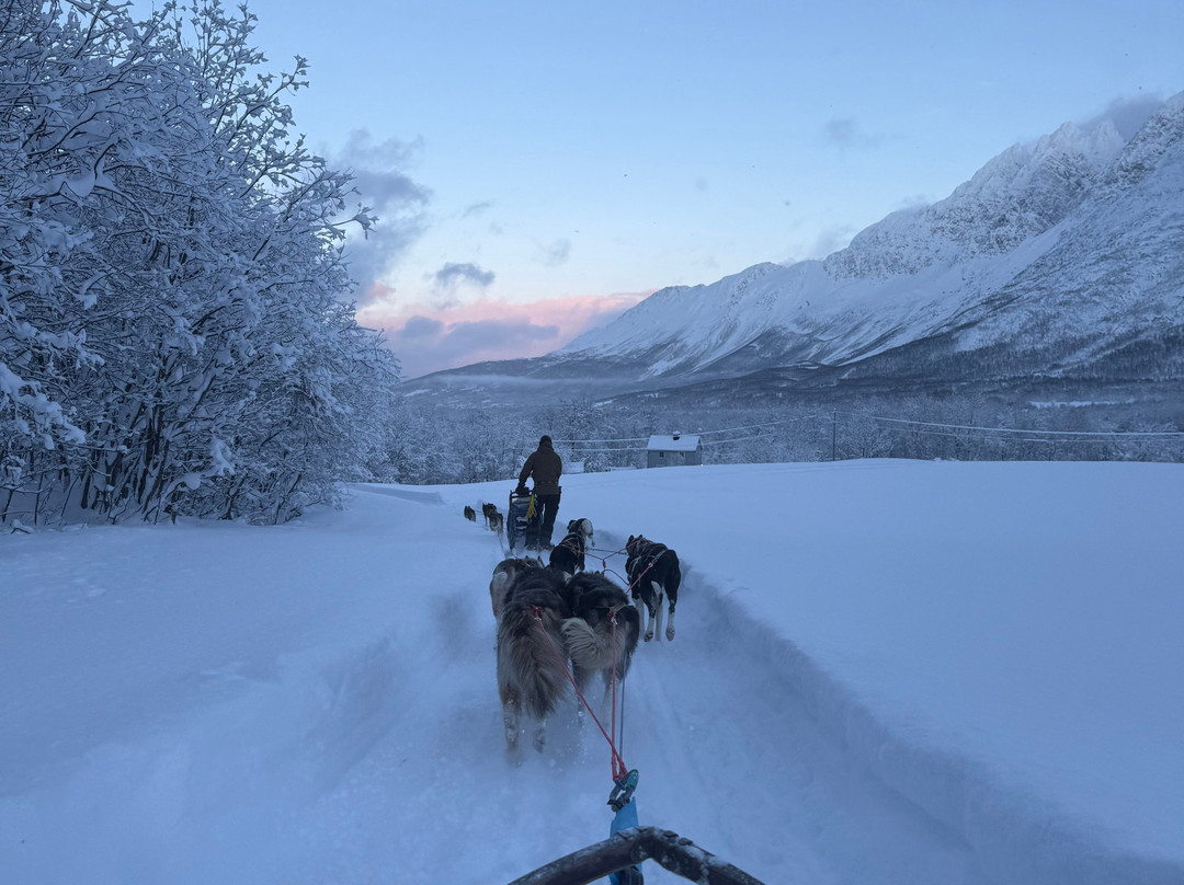 Northern Light Dog Adventure-Nordkjosbotn必去景点