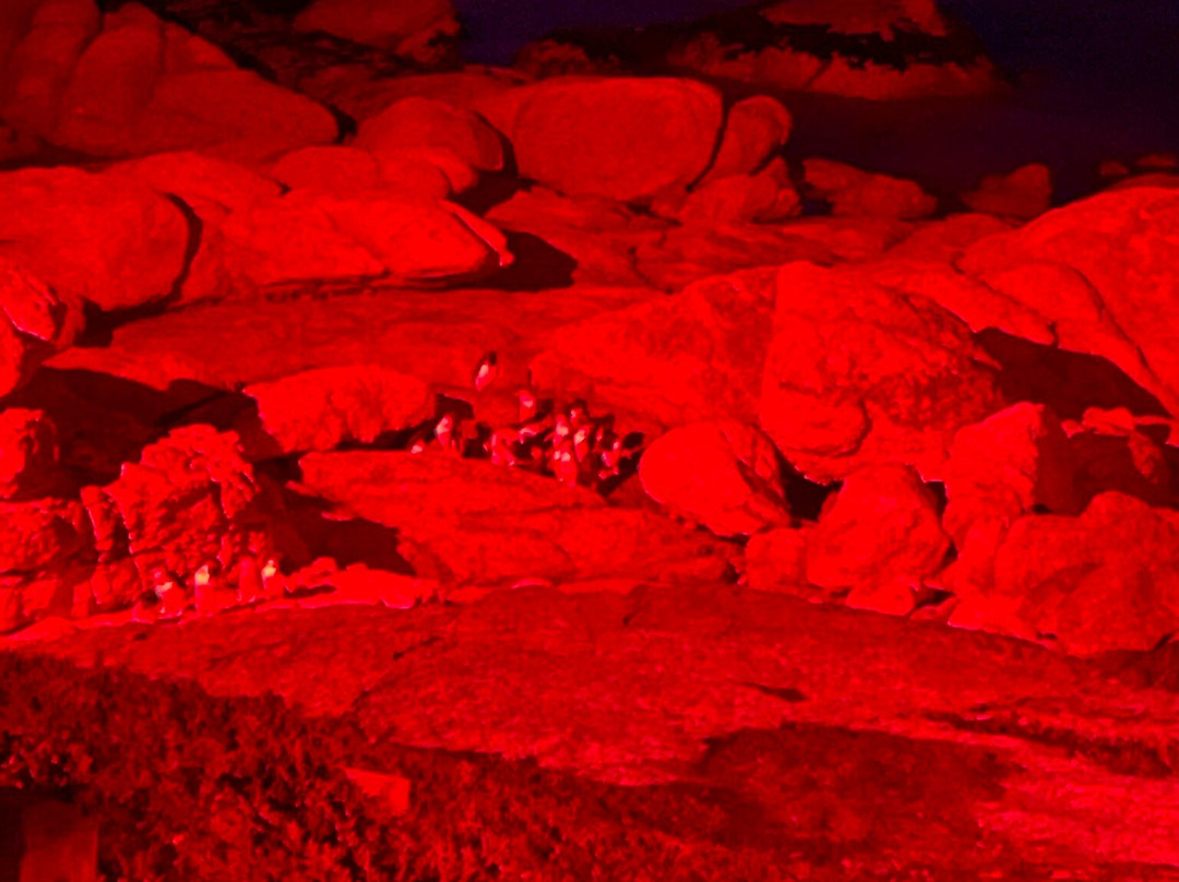 比奇诺观企鹅之旅-比奇诺必去景点