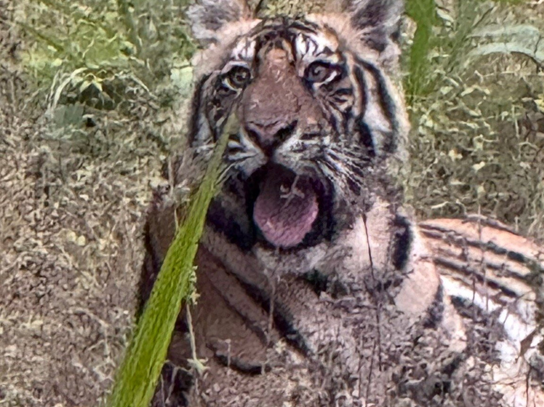 Big Cats of India-苏黎世必去景点