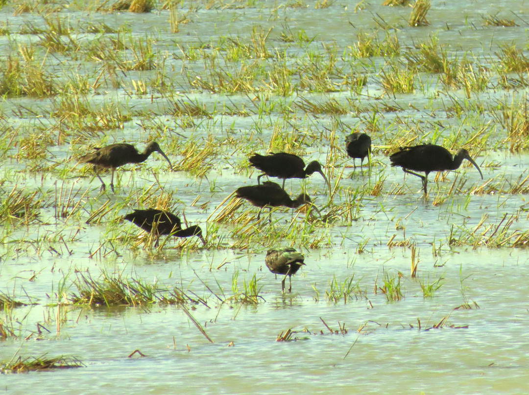 Birding The Strait-塔里法必去景点