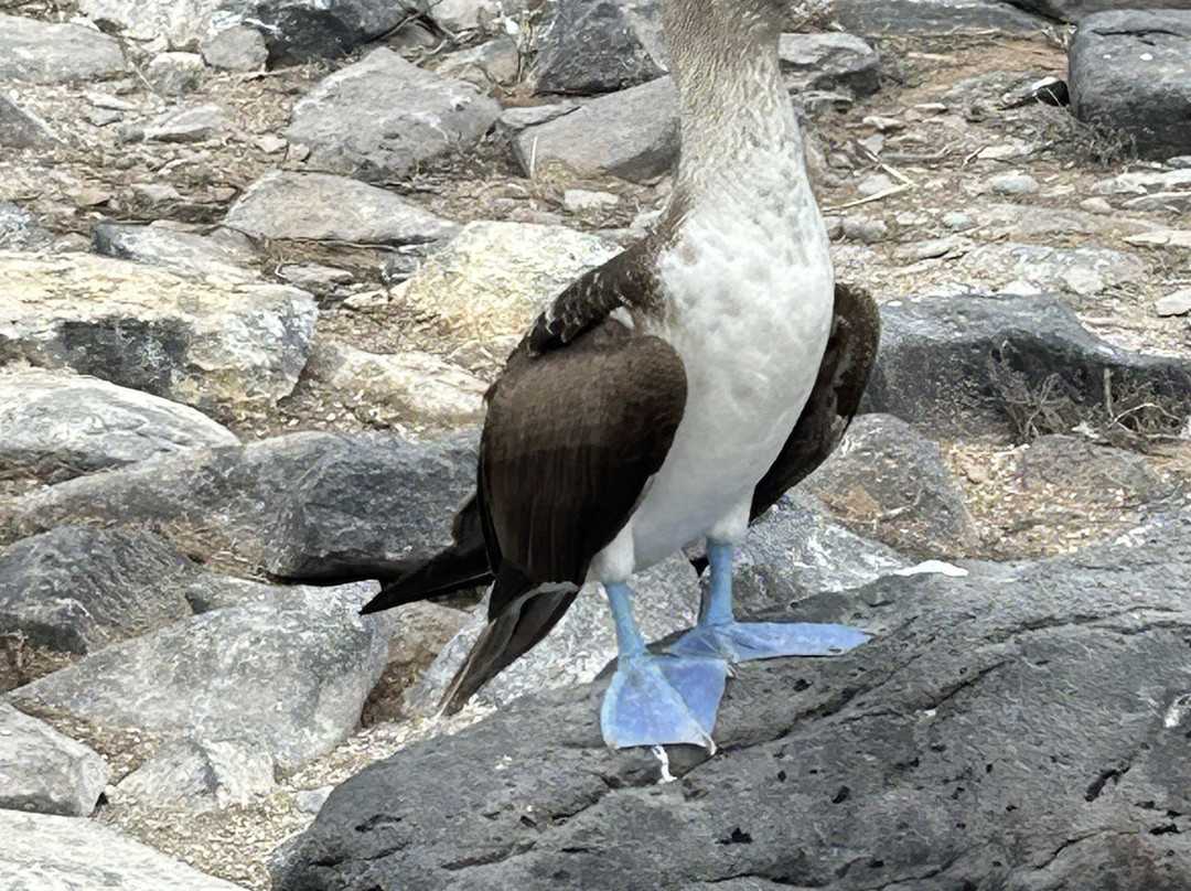 Scuba Iguana-阿约拉港必去景点