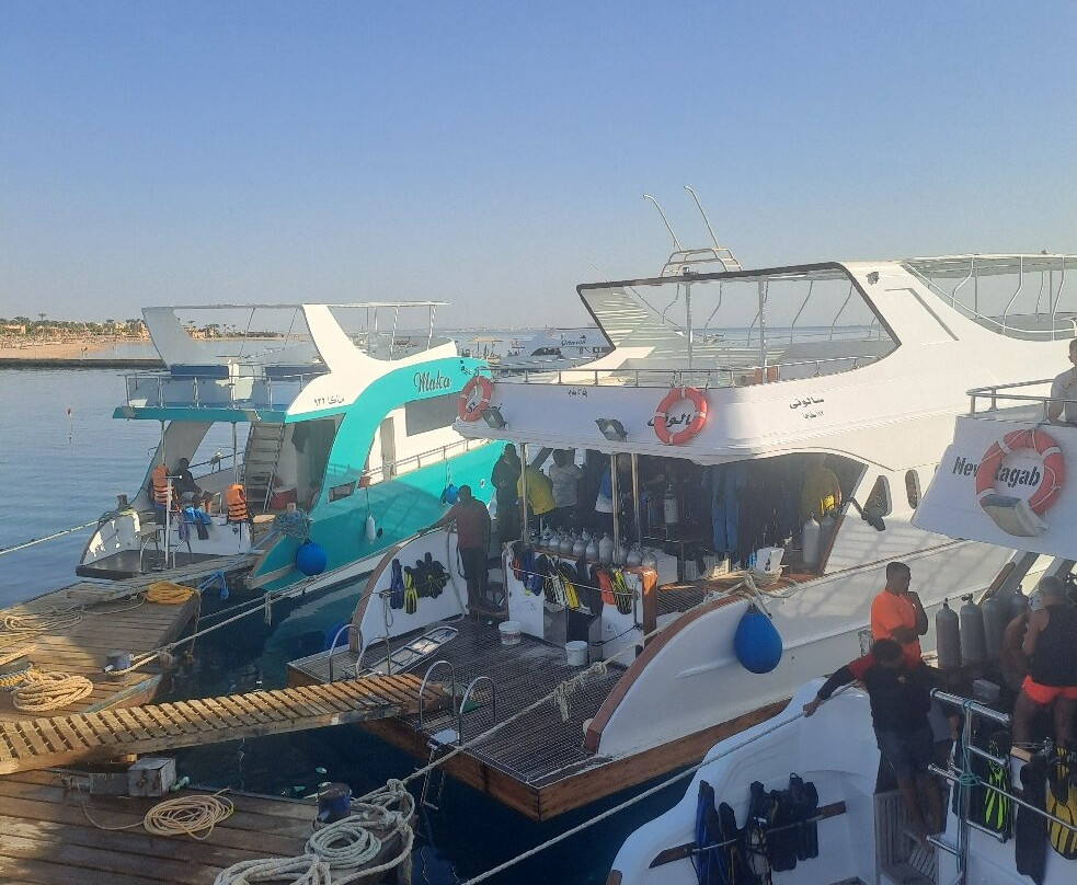 Ducks Diving Safaga-Safaga必去景点