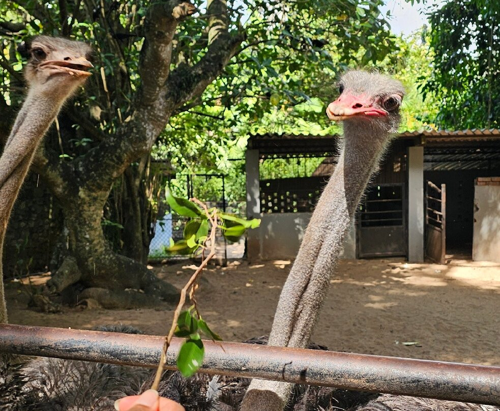 National Zoological Gardens of Sri Lanka-拉非尼亚山必去景点