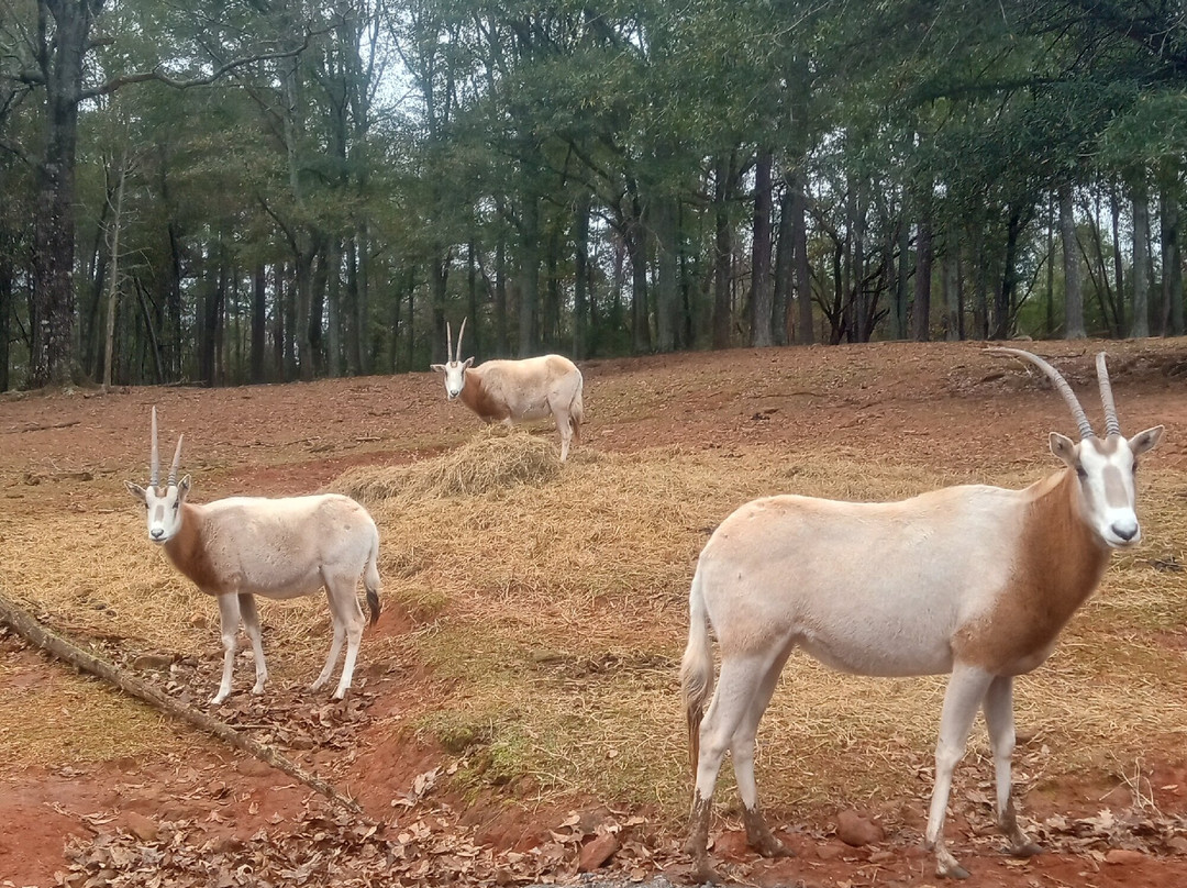 Wild Animal Safari-Pine Mountain必去景点