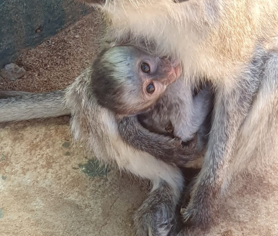 Caracal Tours & Safaris-莫西必去景点