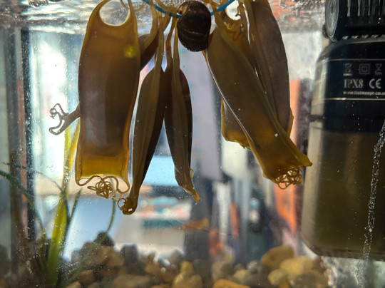 Marine Discovery Centre & Whitby Lobster Hatchery-惠特比必去景点